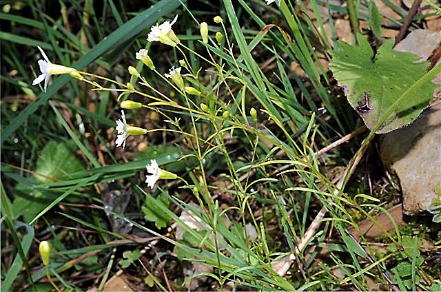 Silene pusilla